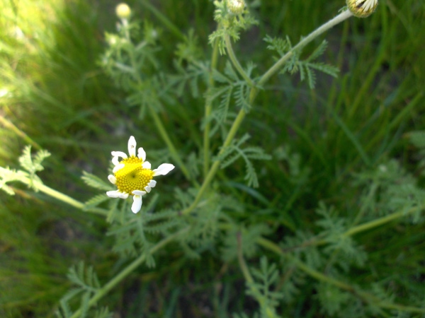 stinking chamomile / Anthemis cotula: _Anthemis cotula_ is an ill-smelling annual that is less hairy than _Anthemis arvensis_.