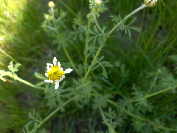 stinking chamomile / Anthemis cotula