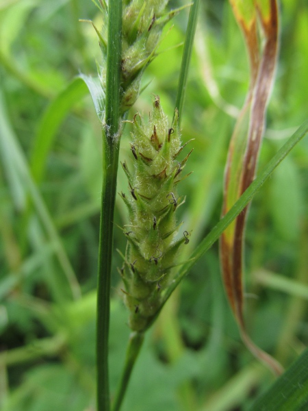 hairy sedge / Carex hirta: The utricles of _Carex hirta_ are also hairy, with a long, bifid beak.