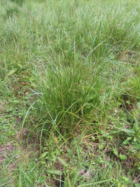 bladder sedge / Carex vesicaria: _Carex vesicaria_ grows in mesotrophic mires, but is decreasing in abundance, and is absent from some areas.