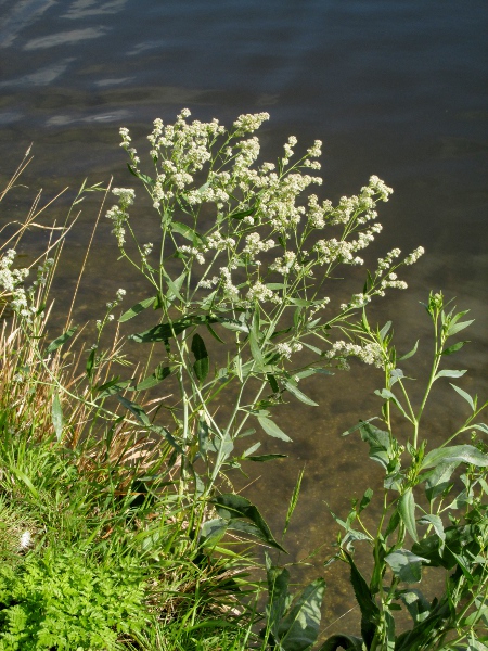 dittander / Lepidium latifolium: _Lepidium latifolium_ is often found along canals.