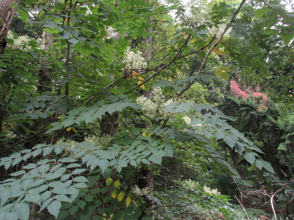 manna ash / Fraxinus ornus: Inflorescences and leaves