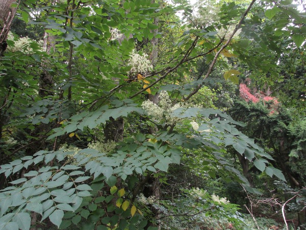 manna ash / Fraxinus ornus