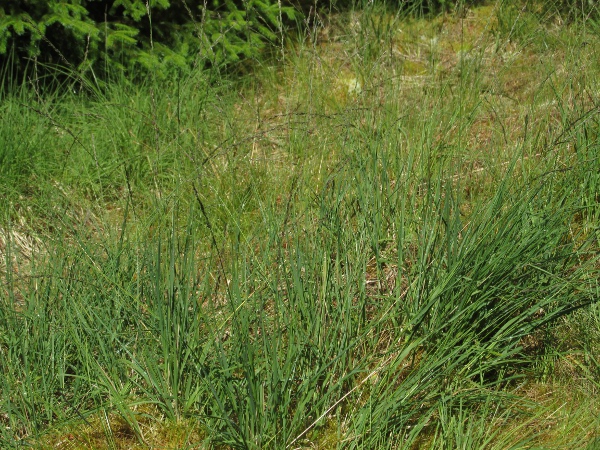 purple moor-grass / Molinia caerulea: Habitus