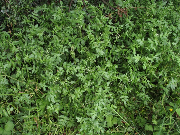 fool’s watercress / Helosciadium nodiflorum