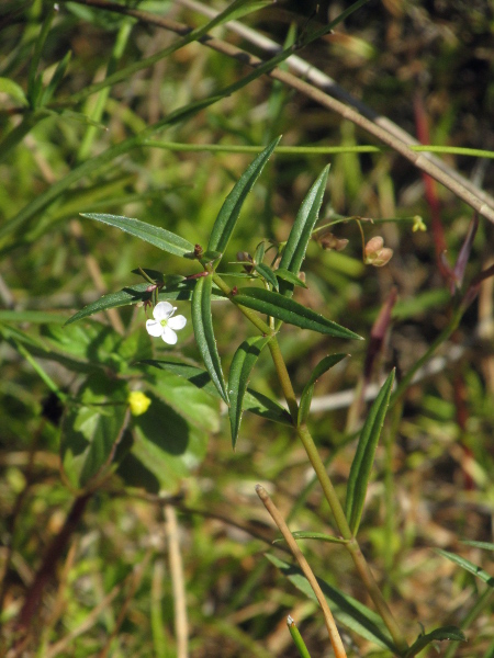 marsh speedwell / Veronica scutellata