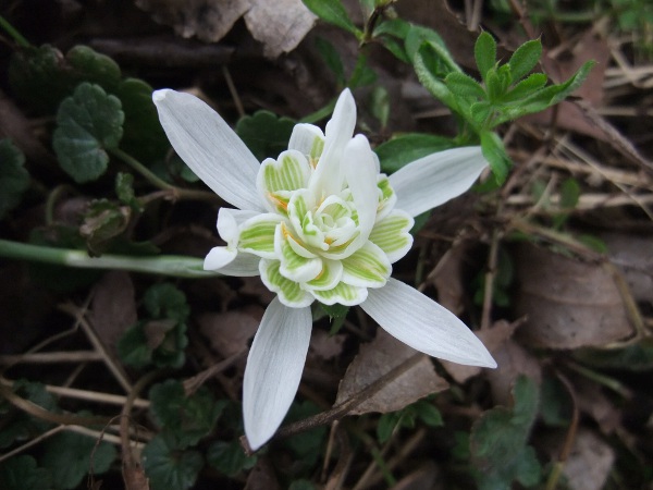 snowdrop / Galanthus nivalis: _Galanthus nivalis_ spreads vegetatively; _Galanthus nivalis_ f. _pleniflorus_, is a sterile <em>flore pleno</em> form.
