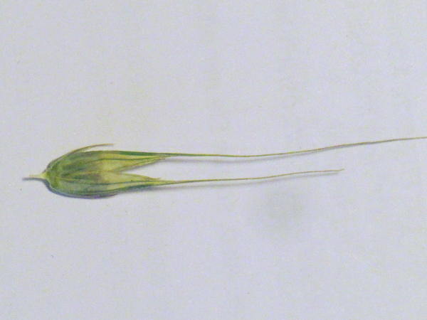 rye / Secale cereale: Each spikelet of _Secale cereale_ consists of 2 long-awned florets flanked by 2 much smaller glumes.