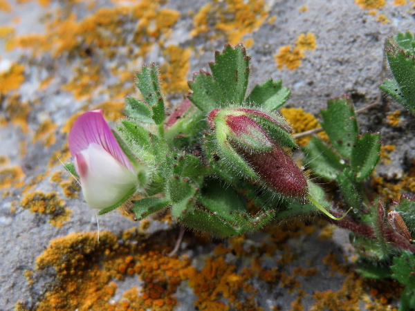 small restharrow / Ononis reclinata