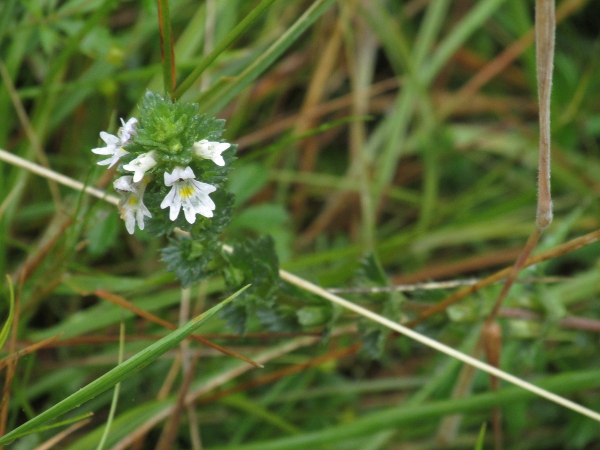 Arctic eyebright / Euphrasia arctica