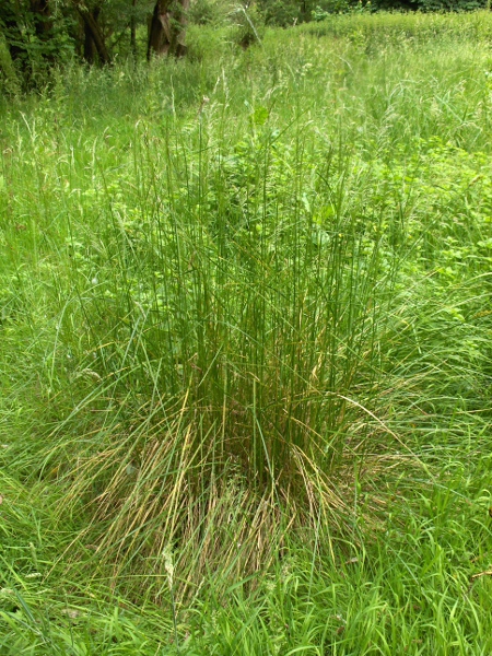 tufted hair-grass / Deschampsia cespitosa: Habitus