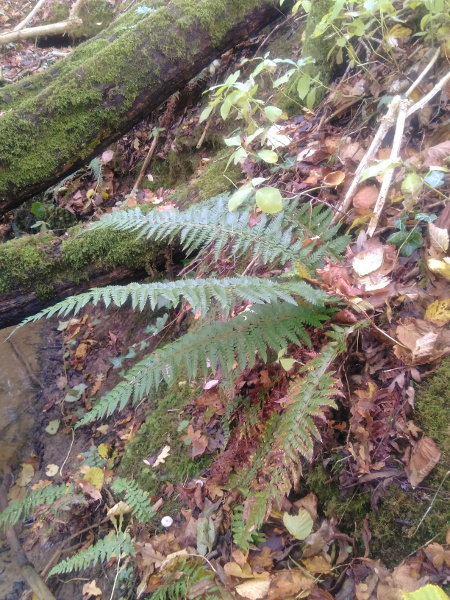 hard shield-fern / Polystichum aculeatum: _Polystichum aculeatum_ grows in woodlands across most of the British Isles, but is most abundant towards the north.