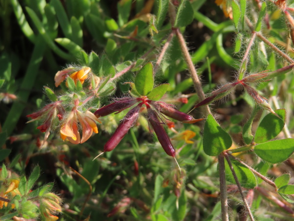 hairy bird’s-foot trefoil / Lotus subbiflorus: The fruit of _Lotus subbiflorus_ is relatively short (less than 3 times the length of the calyx), distinguishing it from _Lotus angustissimus_.