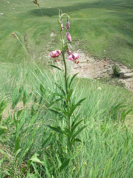 martagon lily / Lilium martagon: _Lilium martagon_  is a widespread European species that has become established at sites scattered across the British Isles.