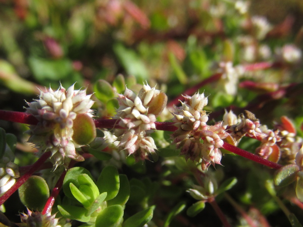 coral necklace / Illecebrum verticillatum: The most conspicuous part of the flowers clustered in the leaf-axils are the white, fine-pointed sepals.