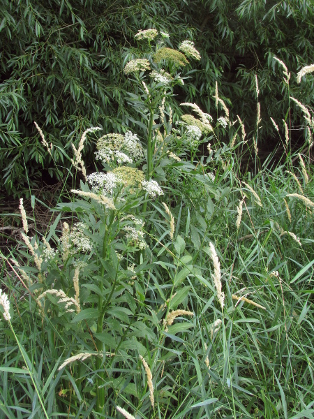 greater water-parsnip / Sium latifolium: _Sium latifolium_ is a tall perennial plant of waterlogged ditches; it is found in scattered areas of Ireland and southern and eastern England.