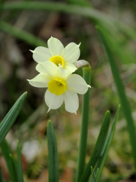 bunch-flowered daffodil / Narcissus tazetta: _Narcissus tazetta_ and its cultivars (such as this _N. tazetta_ ‘Minnow’) have several small, pale flowers per stem, each with a darker cup-shaped corona.