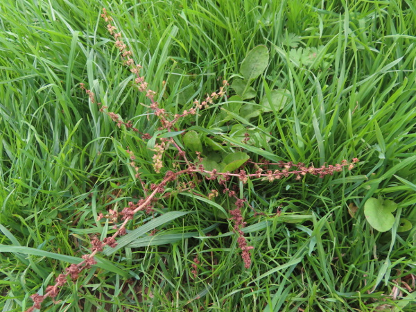 fiddle dock / Rumex pulcher: _Rumex pulcher_ grows in pastureland and on commons, almost exclusively south of a line from the Wash to the Severn Estuary.