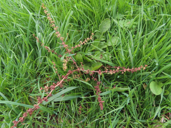 fiddle dock / Rumex pulcher