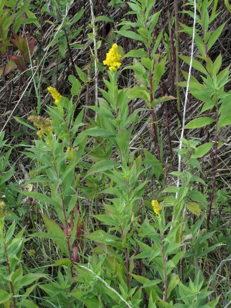 early goldenrod / Solidago gigantea: _Solidago gigantea_ is similar to _Solidago canadensis_ in overall appearance and distribution. Although it is known as the ‘early goldenrod’, our plants are subsp. _serotina_, the late-flowering subspecies.