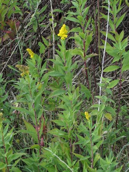 early goldenrod / Solidago gigantea