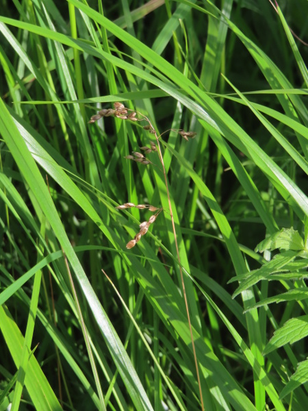 holy grass / Hierochloe odorata: _Hierochloe odorata_ is a rare and aromatic grass found at scattered sites in Scotland and at one site on the River North Tyne in Northumbria.