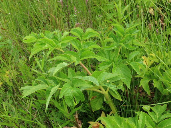 garden angelica / Angelica archangelica: The leaves of _Angelica archangelica_ are coarsely serrate, and end in a sharp point.