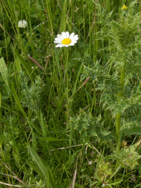 corn chamomile / Anthemis arvensis: _Anthemis arvensis_ grows in rough ground at sites scattered across the British Isles.