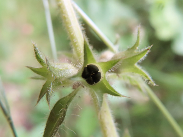 hedge woundwort / Stachys sylvatica: The fruit of _Stachys sylvatica_ is a group of 4 black nutlets.