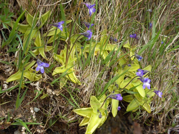 common butterwort / Pinguicula vulgaris: _Pinguicula vulgaris_ is a <a href="carnivore.html">carnivorous plant</a> that grows in bogs across the British Isles, although it is uncommon in central and southern England.