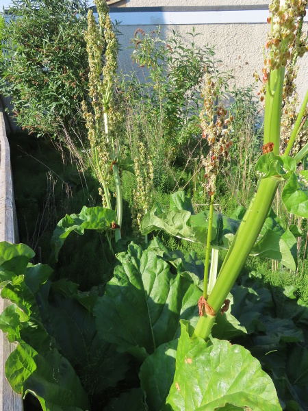 rhubarb / Rheum × rhabarbarum