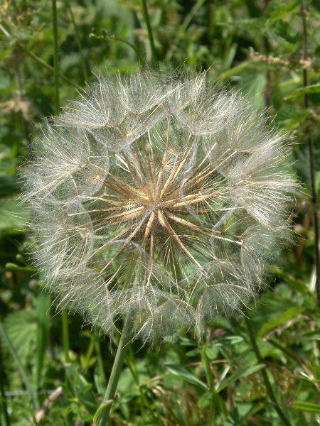 goat’s-beard / Tragopogon pratensis