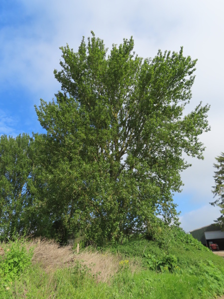 hybrid balsam-poplar / Populus × hastata