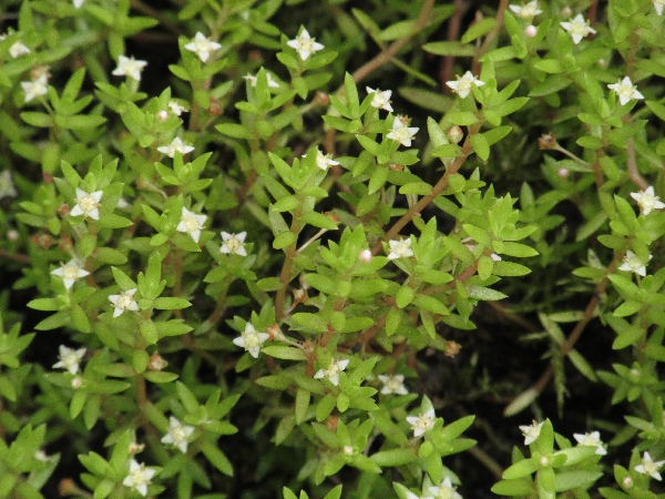 New Zealand pigmyweed / Crassula helmsii: The 4-parted flowers of _Crassula helmsii_ are borne on pedicels, and have petals longer than the sepals.