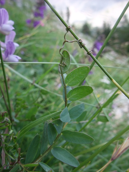wood vetch / Ervilia sylvatica: The leaves of _Ervilia sylvatica_ have grasping tendrils to help it climb over other vegetation.
