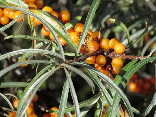 sea buckthorn / Hippophae rhamnoides