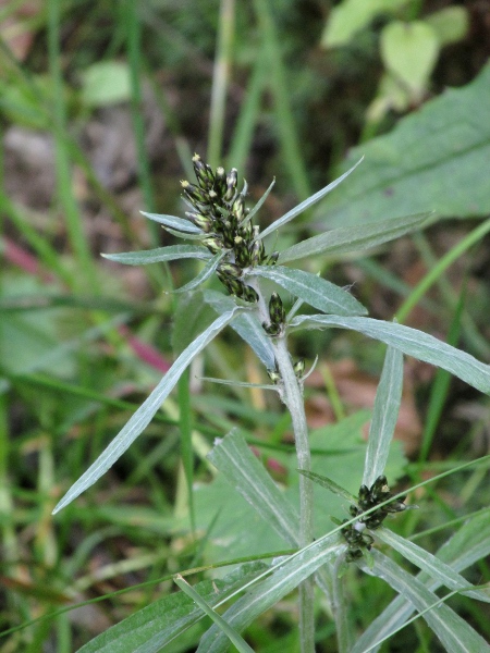 Highland cudweed / Omalotheca norvegica