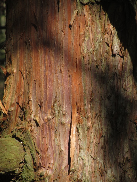 Japanese red cedar / Cryptomeria japonica: The bark of _Cryptomeria japonica_ is thin and peels off in strips.