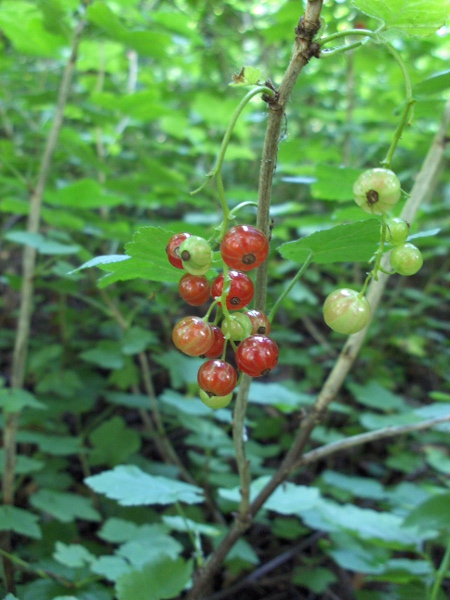 redcurrant / Ribes rubrum: The fruit is the familiar redcurrant.
