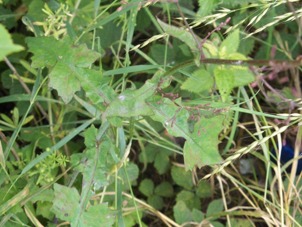 wall lettuce / Mycelis muralis: Stem-leaves