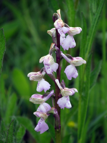 green-winged orchid / Anacamptis morio: The green veins on the lateral upper tepals are distinctive of _Anacamptis morio_.