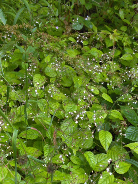enchanter’s nightshade / Circaea lutetiana: _Circaea lutetiana_ is an understorey herb of woodland, especially on calcareous soils.