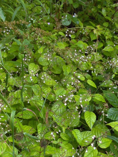 enchanter’s nightshade / Circaea lutetiana