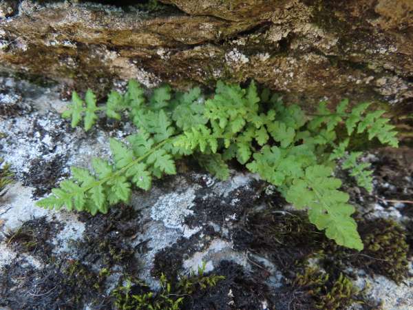 oblong woodsia / Woodsia ilvensis: _Woodsia ilvensis_ is an extremely rare <a href="aa.html">Arctic–Alpine</a> fern, largely because of disastrous overcollection in Victorian times.
