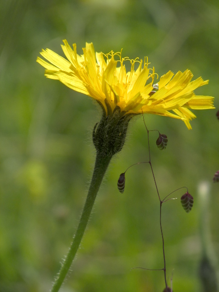 rough hawkbit / Leontodon hispidus: _Leontodon hispidus_ (seen here with _Briza media_) typically has much hairier stems than _Leontodon saxatilis_.