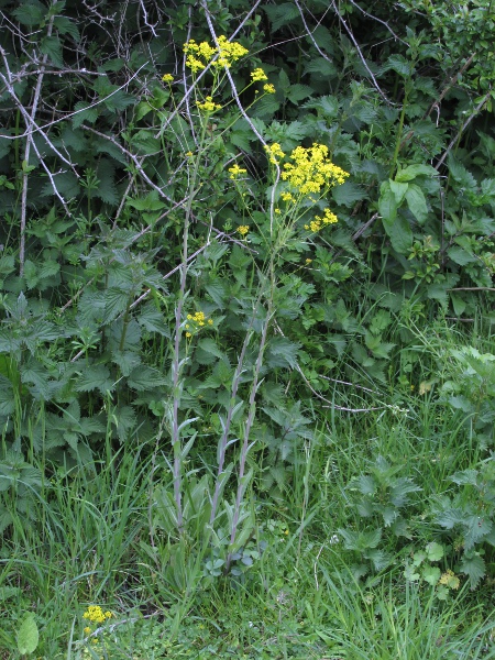 woad / Isatis tinctoria: When in flower, _Isatis tinctoria_ is an unremarkable looking yellow-flowered crucifer.