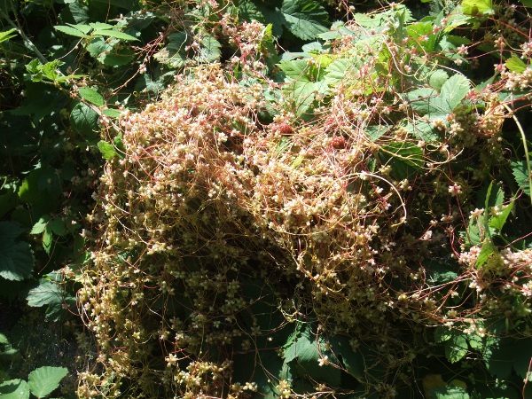greater dodder / Cuscuta europaea: _Cuscuta europaea_ is a <a href="parasite.html">parasitic plant</a> with no leaves; it grows along a small number of rivers in southern England.