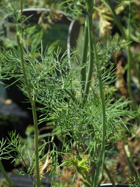 dill / Anethum graveolens: The leaves of _Anethum graveolens_ are similar to those of _Foeniculum vulgare_ both in form and in aroma.