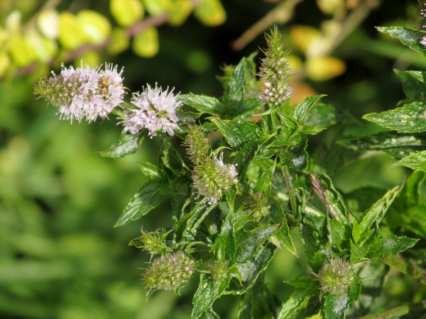 spear mint / Mentha spicata: _Mentha spicata_ releases a strong smell of spearmint.