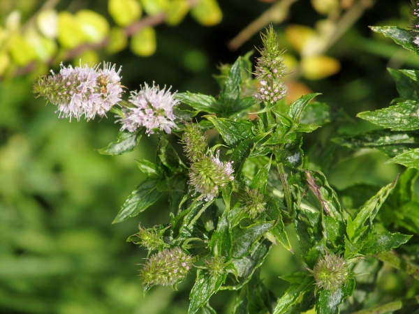 spear mint / Mentha spicata